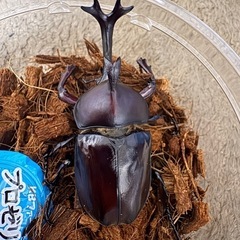 【新成虫】カブトムシ♂（未測定）-30