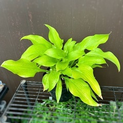 ホスタ ギボウシ サンパワー ポット苗