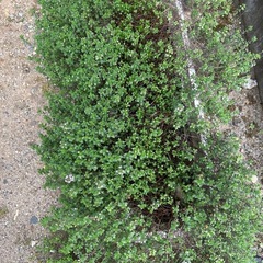観葉植物　タイム？　
