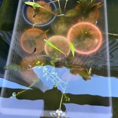 水草