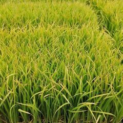 稲苗　稲の苗　きぬむすめ　