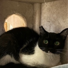 猫が大好きな大人しい黒白子猫（右側）
