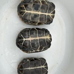 クサガメ ３匹 - 甲府市