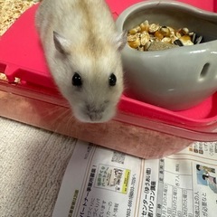 ジャンガリアン　ハムスター - 鹿児島市