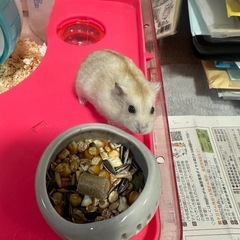 ジャンガリアン　ハムスター − 鹿児島県