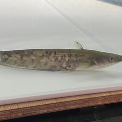 ビワコオオナマズの画像