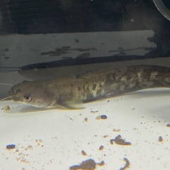 ビワコオオナマズの画像