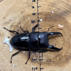 ツシマヒラタクワガタ CBF2 ♂65mm×♀36mmペア