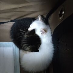 里親募集