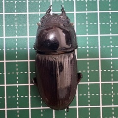 【新成虫】オオクワガタ♀（39.0mm）-27