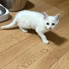 生後2ヶ月の子猫のパパママ募集！！
