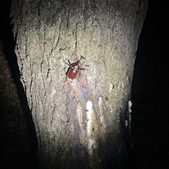 カブトムシ、ノコギリクワガタ
