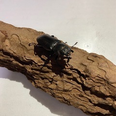 メタリフェルホソアカクワガタ　パープル系　メス♀単体④