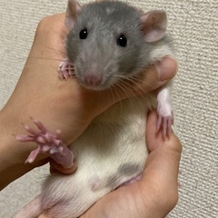 ファンシーラット2ヶ月　男の子