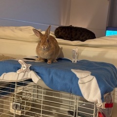 ミニウサギ