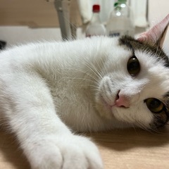 新しい家族を探しています