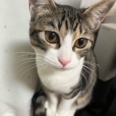 優しい猫ちゃんです