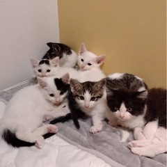 生後2ヶ月♡激かわ子猫パラダイス♡