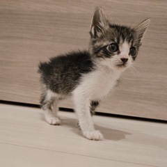 スーパーキュート3匹♡生後1ヶ月♡子猫 - 大田区