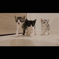 スーパーキュート3匹♡生後1ヶ月♡子猫