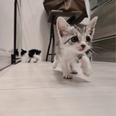 スーパーキュート3匹♡生後1ヶ月♡子猫