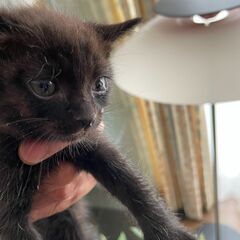 野良保護親子猫　母親猫キジトラ　子猫5匹(黒3匹　キジトラ2匹)