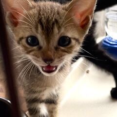 野良保護親子猫　キジトラ子猫2匹　キジトラ母猫1匹
