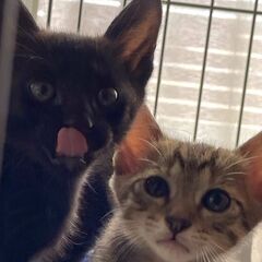 野良保護親子猫　キジトラ子猫2匹　キジトラ母猫1匹 - 宇都宮市