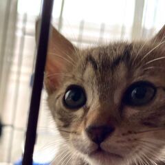 野良保護親子猫　キジトラ子猫2匹　キジトラ母猫1匹 - 猫