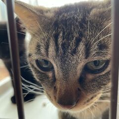 野良保護親子猫　キジトラ子猫2匹　キジトラ母猫1匹 − 栃木県