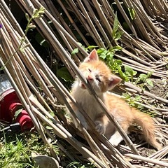 茶トラ　生後1ヶ月半から2ヶ月　オス - 里親募集