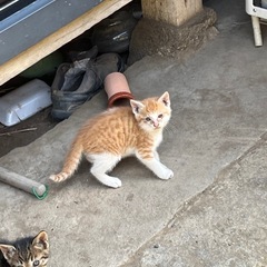 茶トラ　生後1ヶ月半から2ヶ月　オス − 長野県