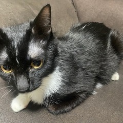 至急　飼育崩壊