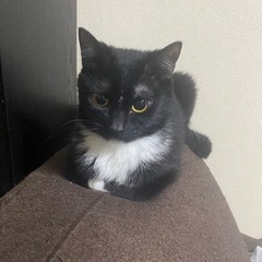 至急　飼育崩壊