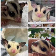 ももんが赤ちゃん