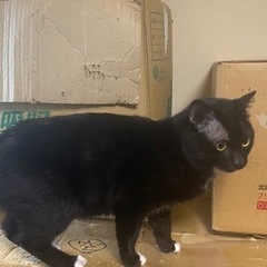 至急　飼育崩壊