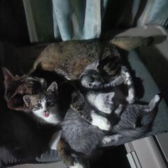 子猫　3匹　里親　募集