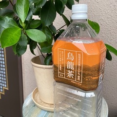 ガジュママルの木・コケの画像