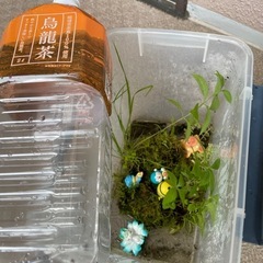 ガジュママルの木・コケの画像