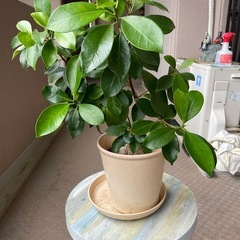 ガジュママルの木・コケの画像