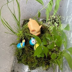 ガジュママルの木・コケの画像