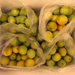 B級品「ウメ」500円