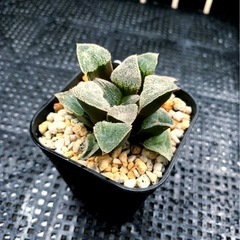 観葉植物　ハオルチア　氷麗　　