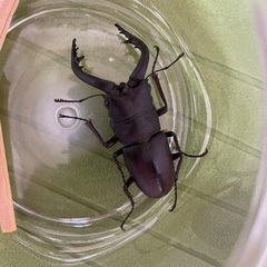 ノコギリクワガタ
