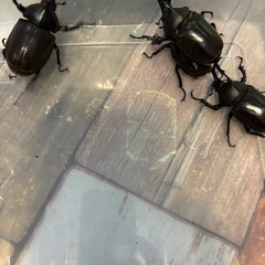 【募集開始】カブトムシいりませんか？