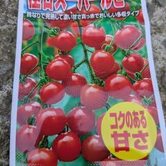 ミニトマト苗　極甘スーパールビーの画像