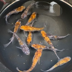 3色メダカ🪸　12匹　めだか　メダカ