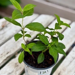〈決まりました〉紫陽花　アジサイ　ハイドランジア　植物　ガーデニング　 の画像