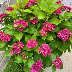 〈決まりました〉紫陽花　アジサイ　ハイドランジア　植物　ガーデニング　 の画像