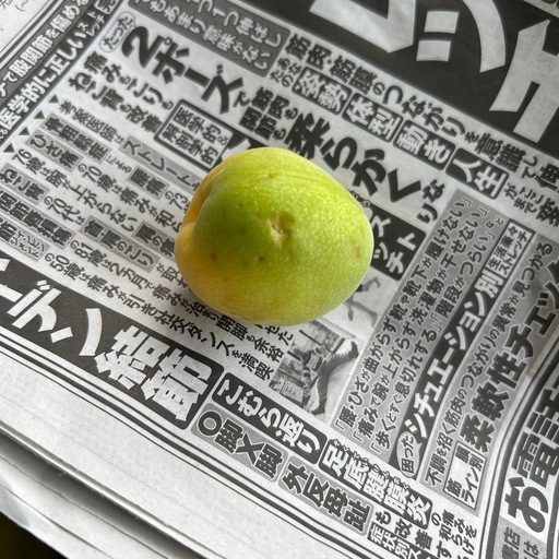 受付停止中】無農薬！南高梅(青梅)2L-Lの混合¥700/kg (イタマミ